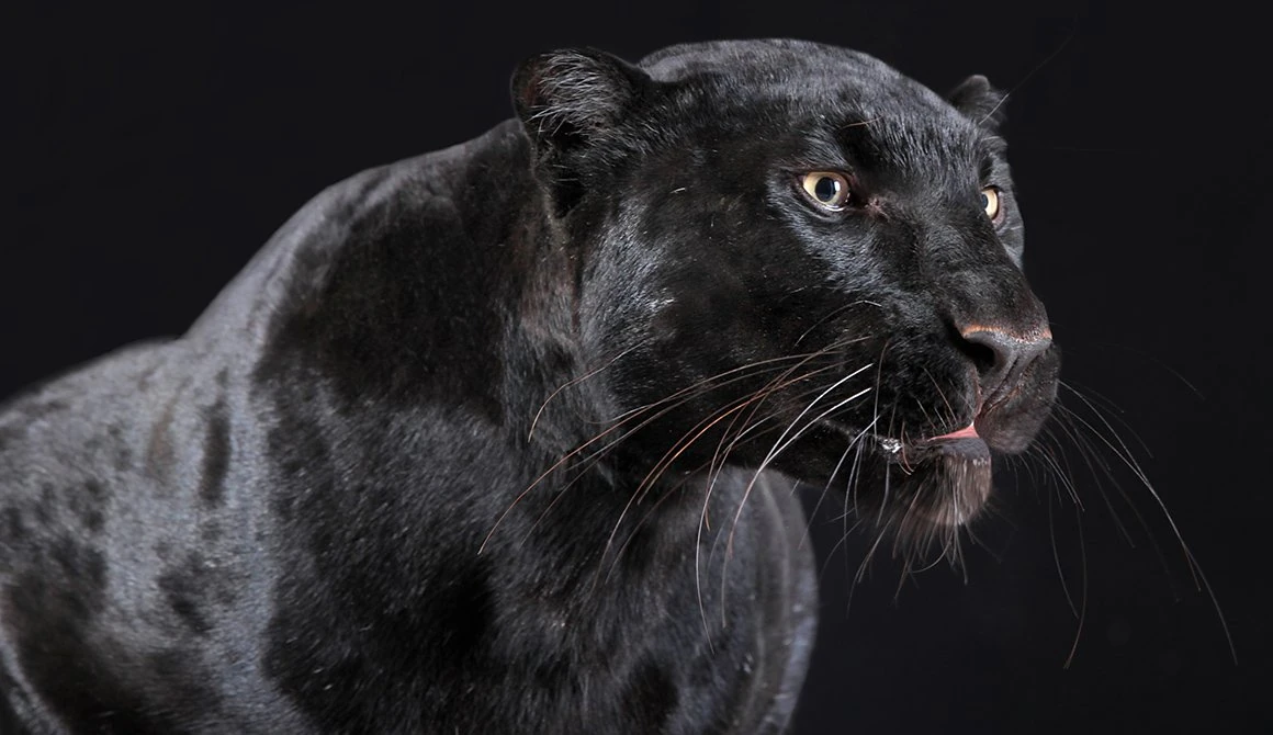 Panthère noire, visuel associé à Le souffle d’or.